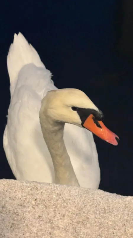 Les signes à vos cotés