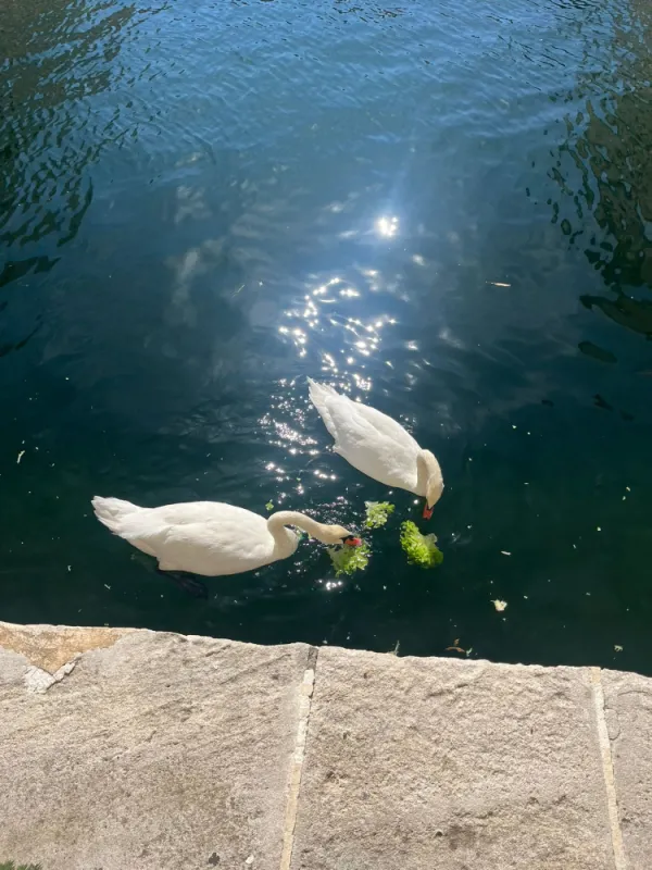 Restaurant, Grimaud, Lily's